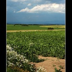 Cestou necestou, polem nepolem...