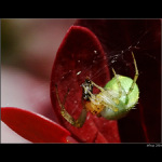 Křižák zelený (Araniella cucurbitina)