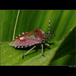 Kněžice chlupatá (Dolycoris baccarum)