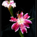 Daidalos a Ikaros - rozkvet a pád