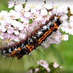 ...měla jemné chloupky