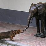 To je ale divnej pes ...