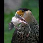 <strong>.: Worel & myš :.</strong>