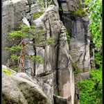 "reparát" - borovice ...