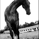 Femininum (Subst. II.)