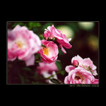rose II