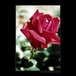 rose IV