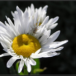 Kopretina a pavouček pro štěstí