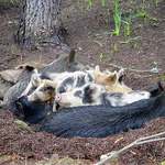 Mít se jako prase...