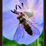 snídaně v modrém salónku