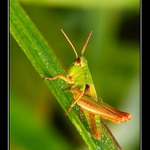 Ke skoku vždy připraven!