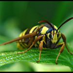 * Chlupatice neznámá *