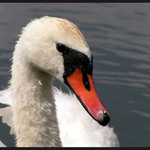 ... obyvatelka rybníka