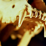 bol raz jeden vlk...