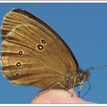 <b> ~ Stopař ~</b><br>