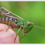 <b>~ konik ~</b><br>