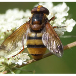 ~ <b>bzučivka ~</b><br>