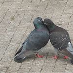 <B>Chci pusu !!!</B>