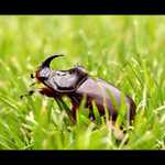 nosorožík kapucínek