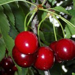 Těsně před utrhnutím