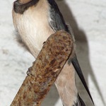 Poprvé mimo hnízdo