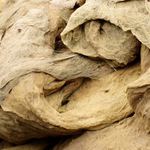 Povadlá krása vodních řas