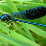 motylice moje první :))