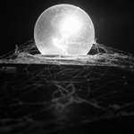 ..:: Pavoukuv raj ::..