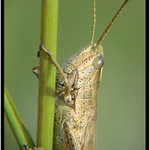 Neposedná kobylka :)