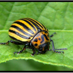 Mandelinka ze Slovače :))