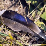 Pierko v trave, komu asi vypadlo.