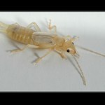 Vyzlečený ucholak (škvor)