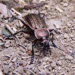 střevlík měděný