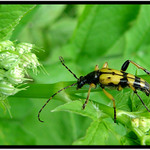 Broucek - Made in Slovakia