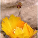 Žádám květ o povolení k přistání