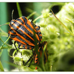 Moje první makro ...