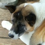Akita