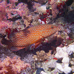 Kanic - Cephalopholis miniata