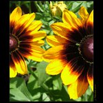 Padesát na padesát.