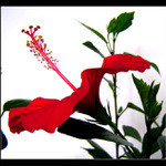 <strong>Hibiscus rosa-sinensis</strong>