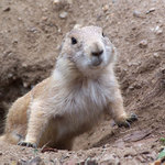 Milé zvířátko z pražského zoo.