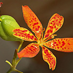 Bellacanda Chinensis