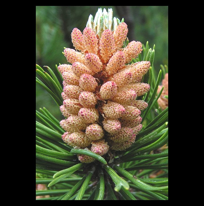 ... v plném květu ...