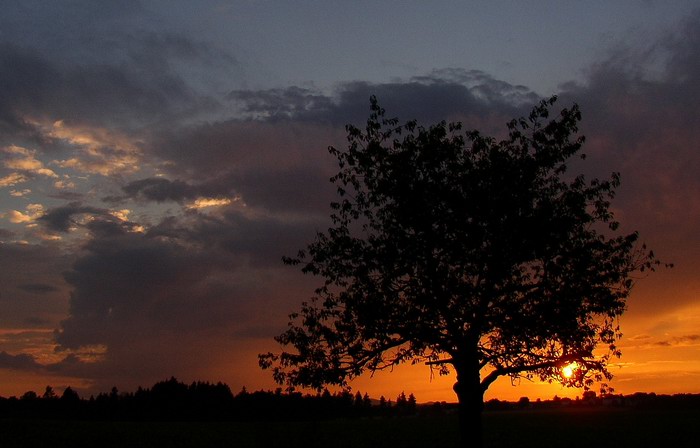 SUNSET TREE