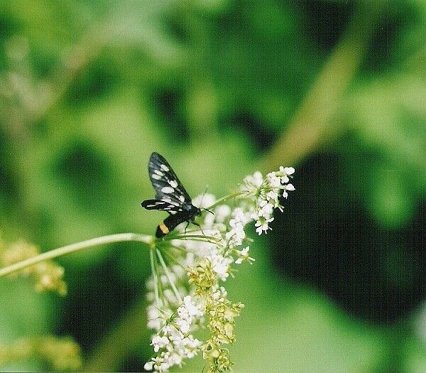 Běloskvrnač pampeliškový