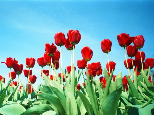 Red Tulips