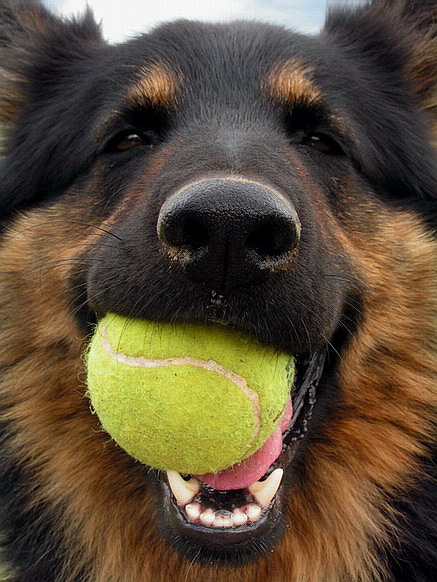 Nejlepší přítel psa I.