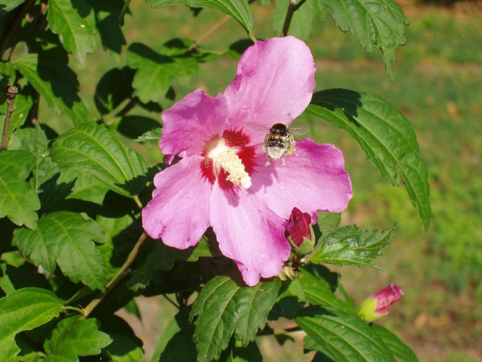 Bzzz! Přistávám.