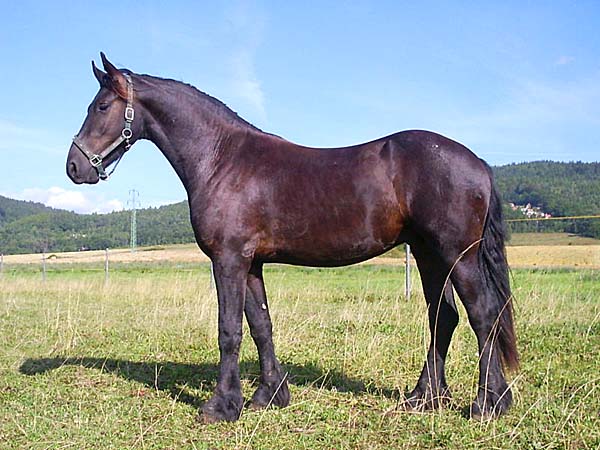 černá perla
