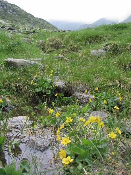 Caltha palustris